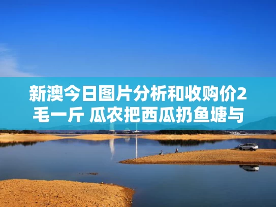 新澳今日图片分析和收购价2毛一斤 瓜农把西瓜扔鱼塘与收西瓜多少钱一斤