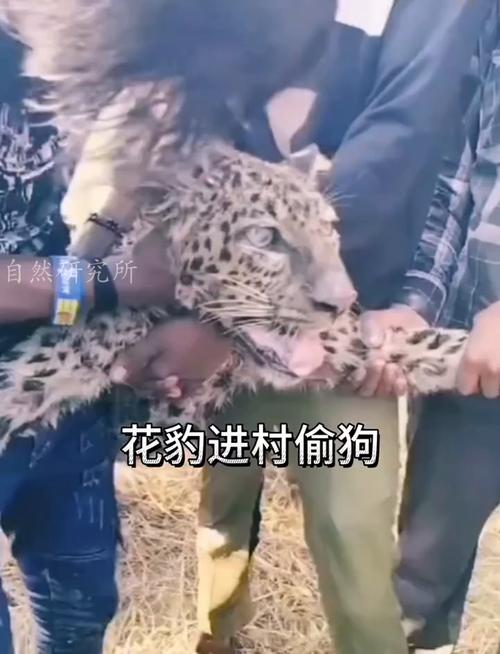偷狗的完美方法,（偷狗的完美方法在线观看全集）