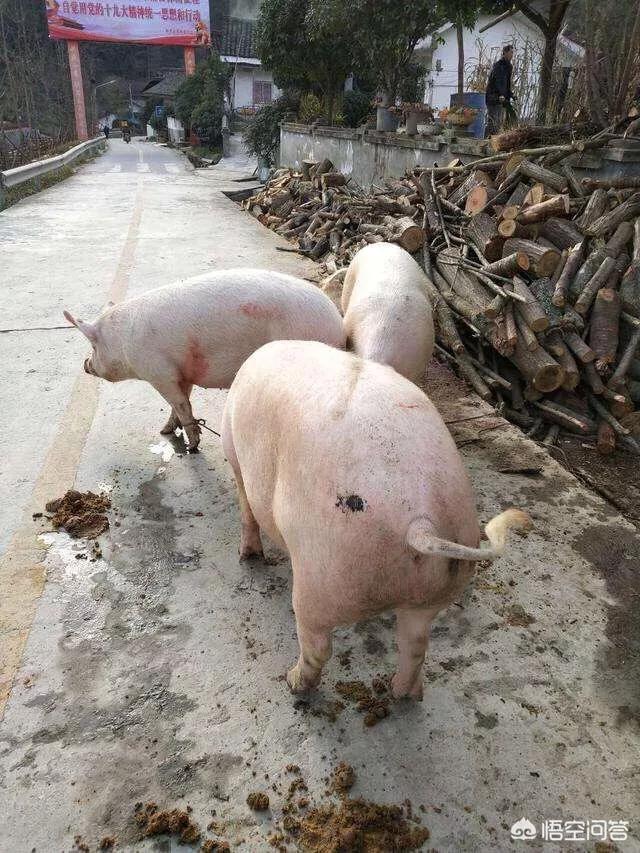 舌尖上的新年在线观看超清,（舌尖上的新年免费观看超清）