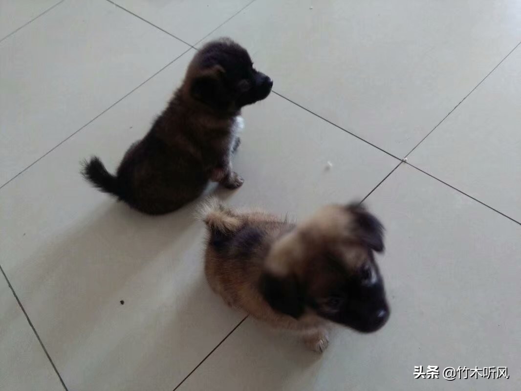 狗狗与你的故事,（狗狗与你的故事剧照）