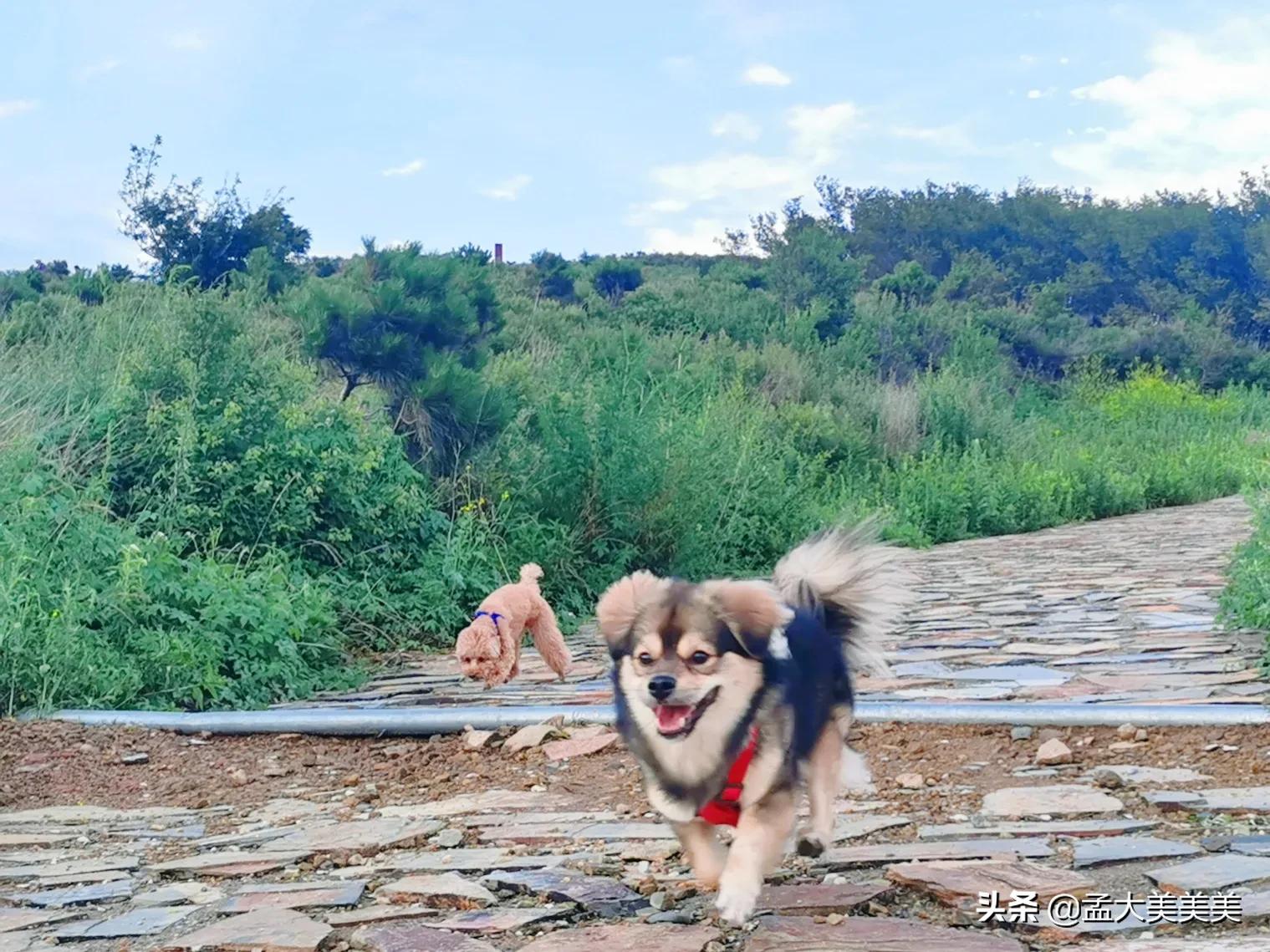 狗狗与你的故事,（狗狗与你的故事剧照）