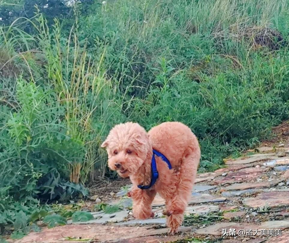 狗狗与你的故事,（狗狗与你的故事剧照）