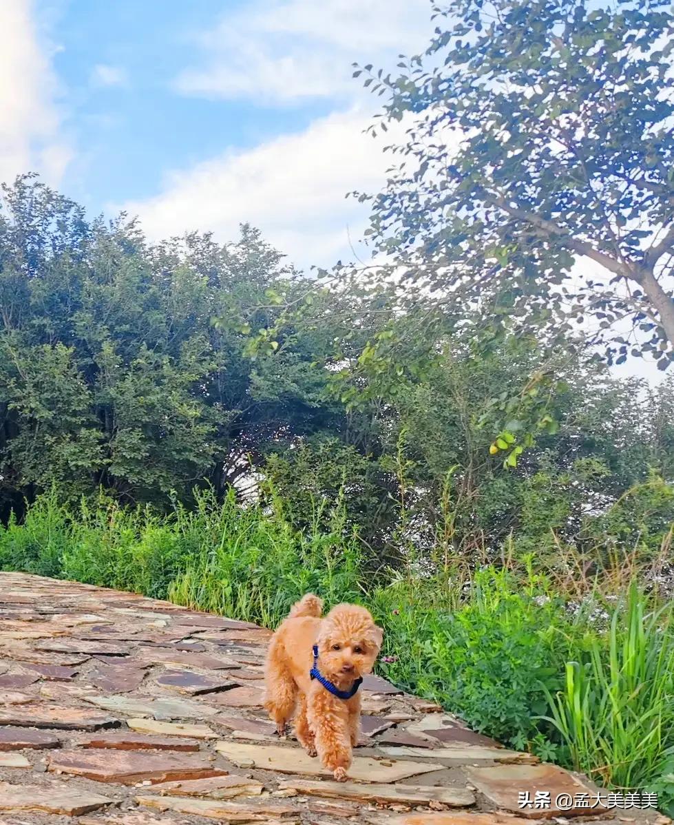 狗狗与你的故事,（狗狗与你的故事剧照）