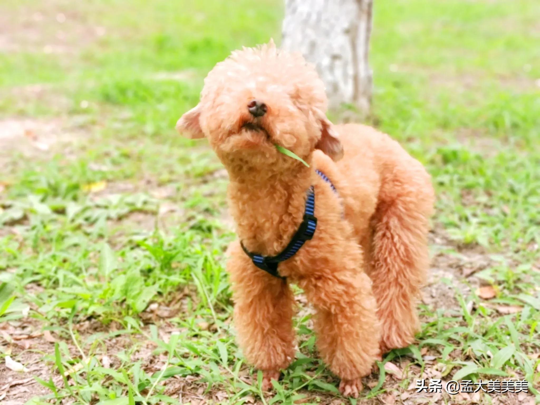 狗狗与你的故事,（狗狗与你的故事剧照）