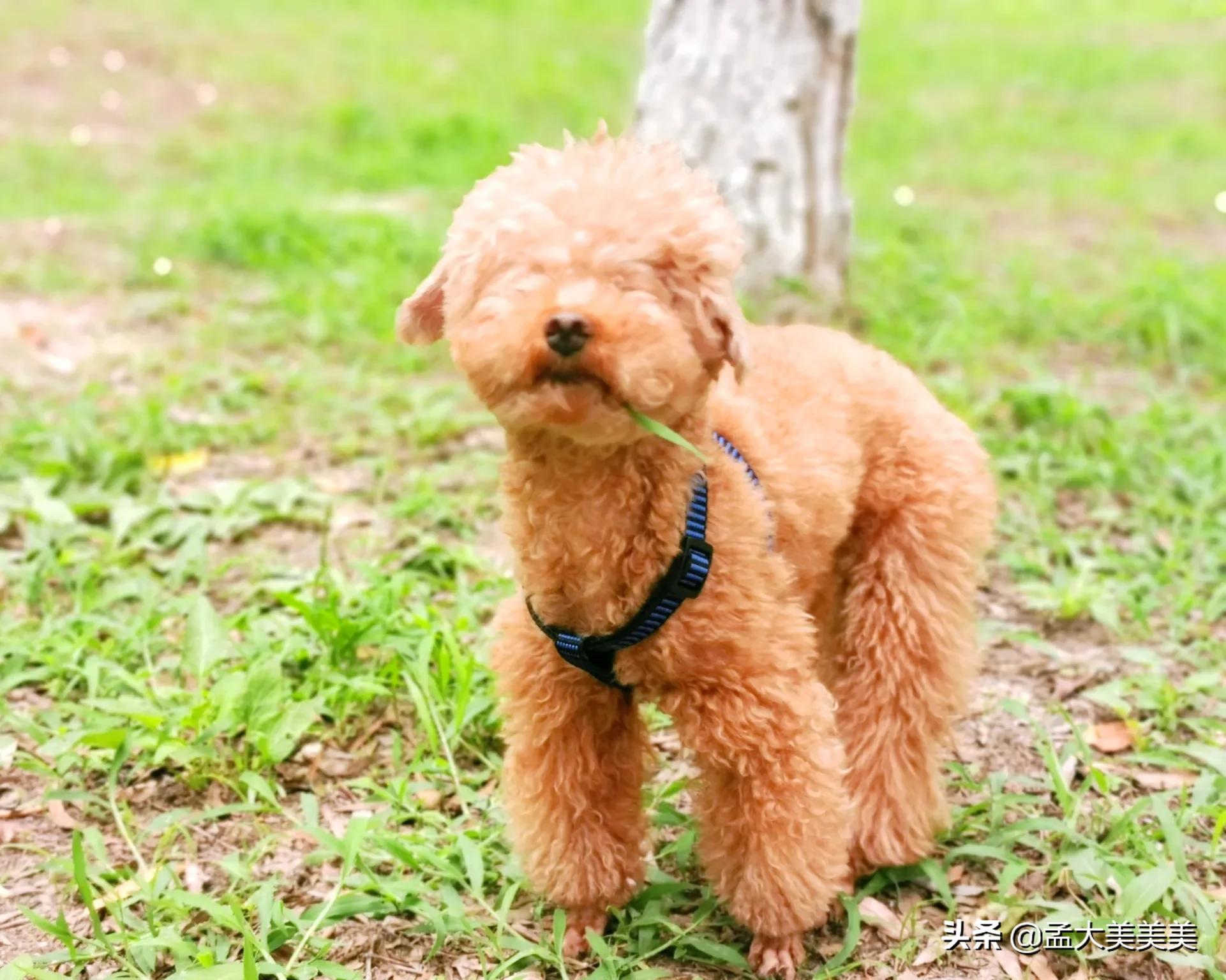 狗狗与你的故事,（狗狗与你的故事剧照）