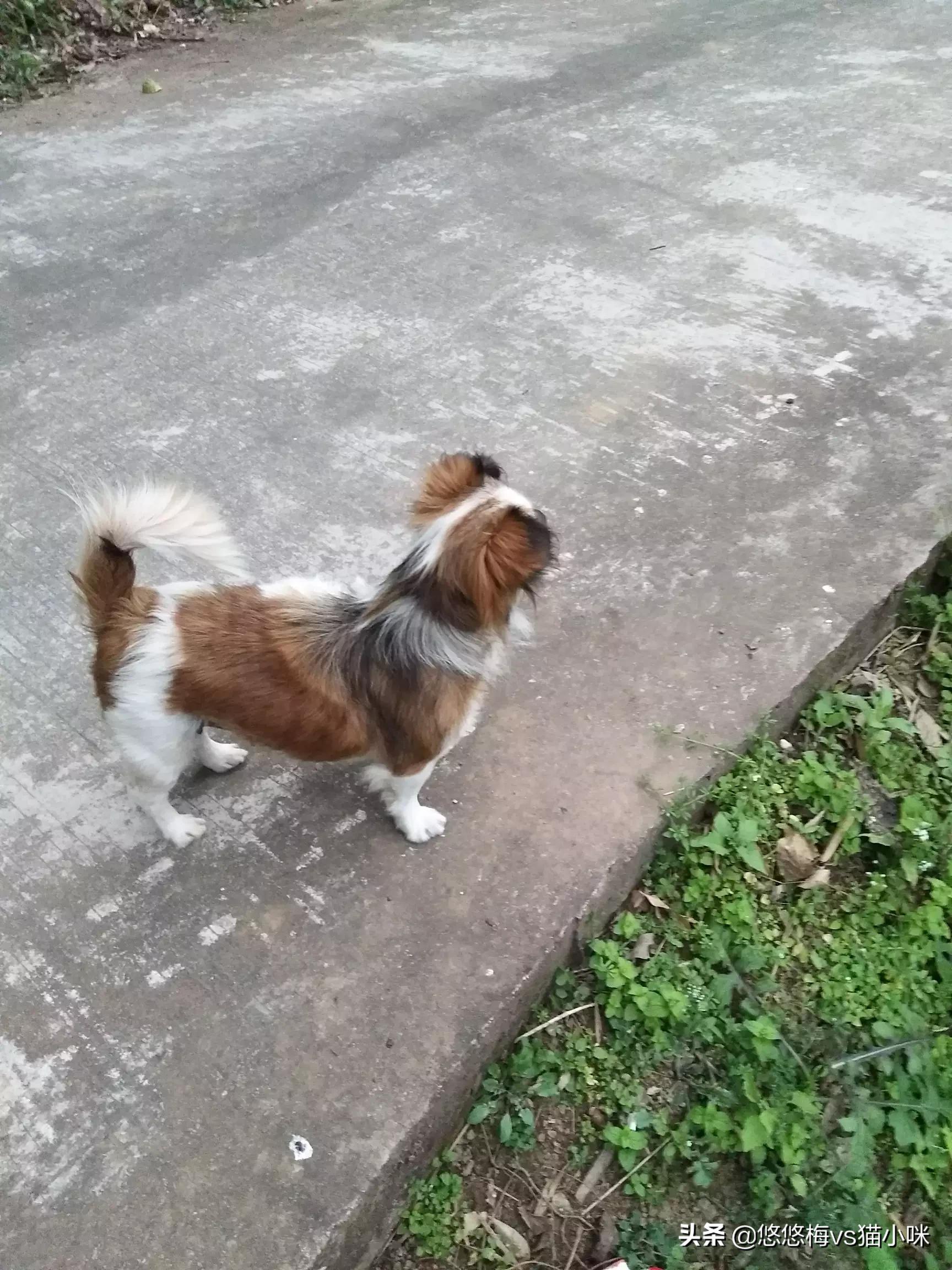 狗狗与你的故事,（狗狗与你的故事剧照）