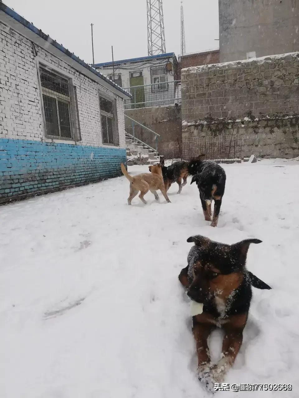 狗狗与你的故事,（狗狗与你的故事剧照）