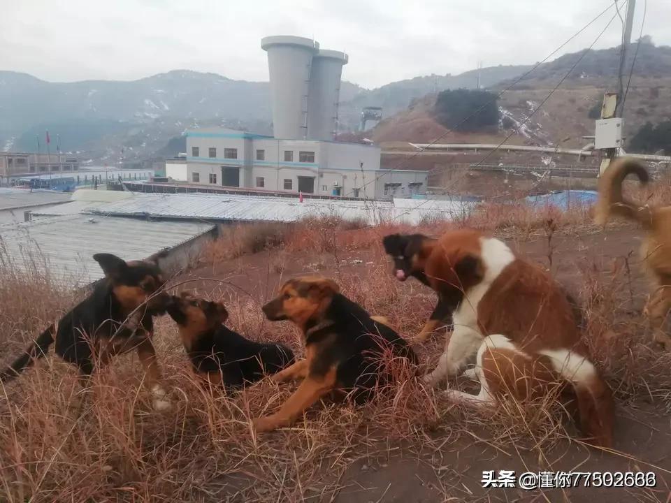 狗狗与你的故事,（狗狗与你的故事剧照）