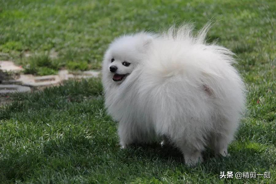 狗狗与你的故事,（狗狗与你的故事剧照）